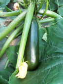 courgettes-02.jpg
