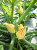courgettes-03.jpg