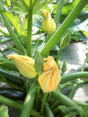 courgettes-03.jpg