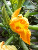 courgettes-04.jpg