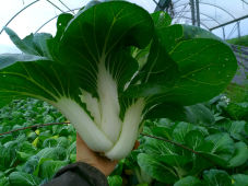 pak choi-1.jpg